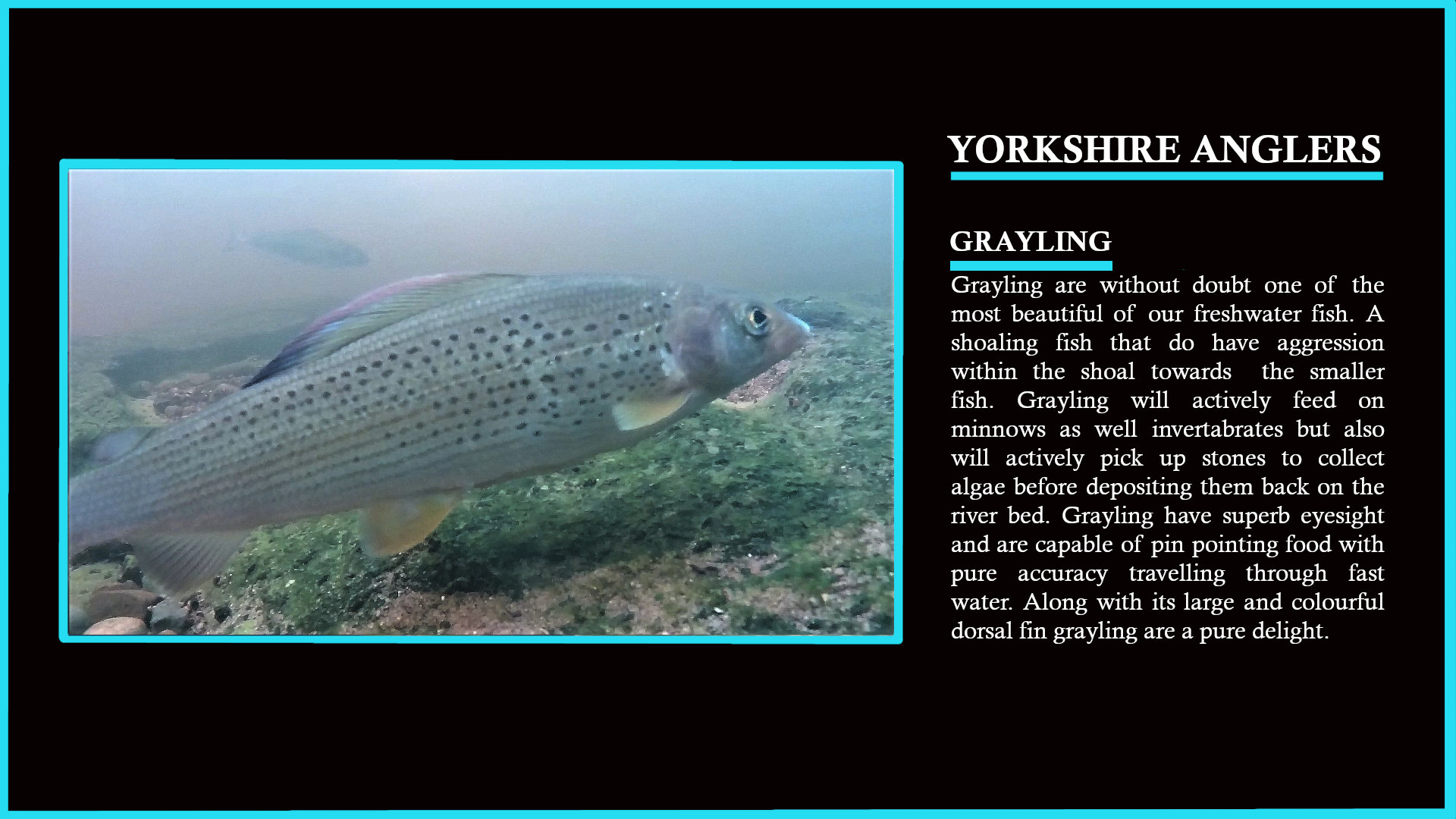 Freshwater Fish