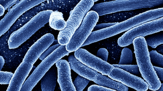 Rapid Screening of Drinking Water for Presence of E. coli