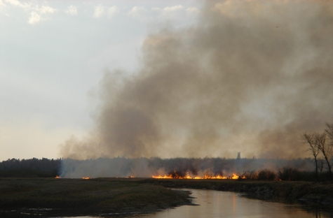 foresta reforestacion, reforestacion