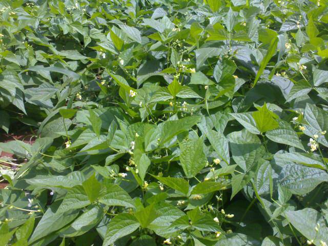 Wilberforce Ngugi, Roypack Enterprises - M.D.