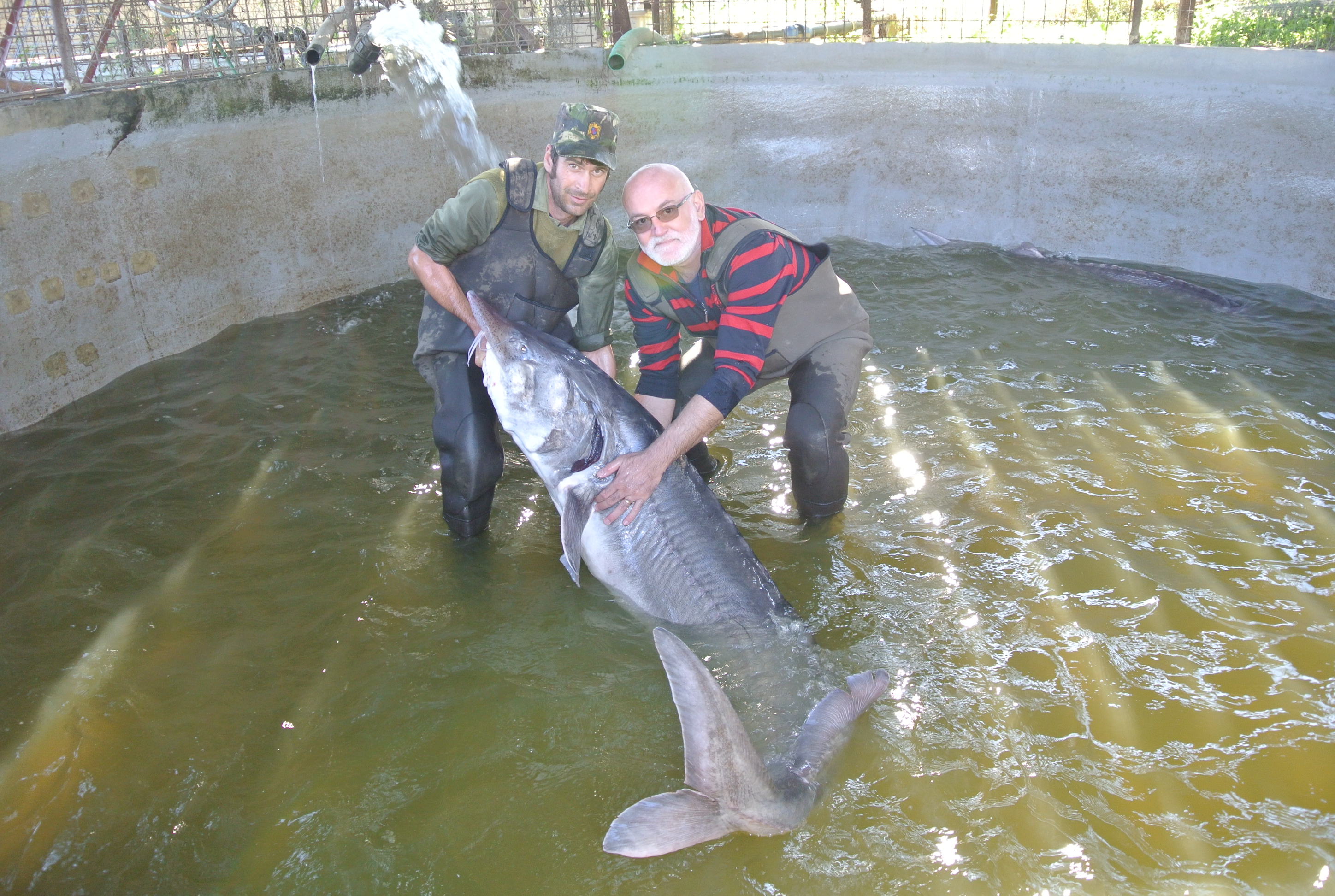Daniel Tabacaru, Innovative Farm Caviar Factory - CEO