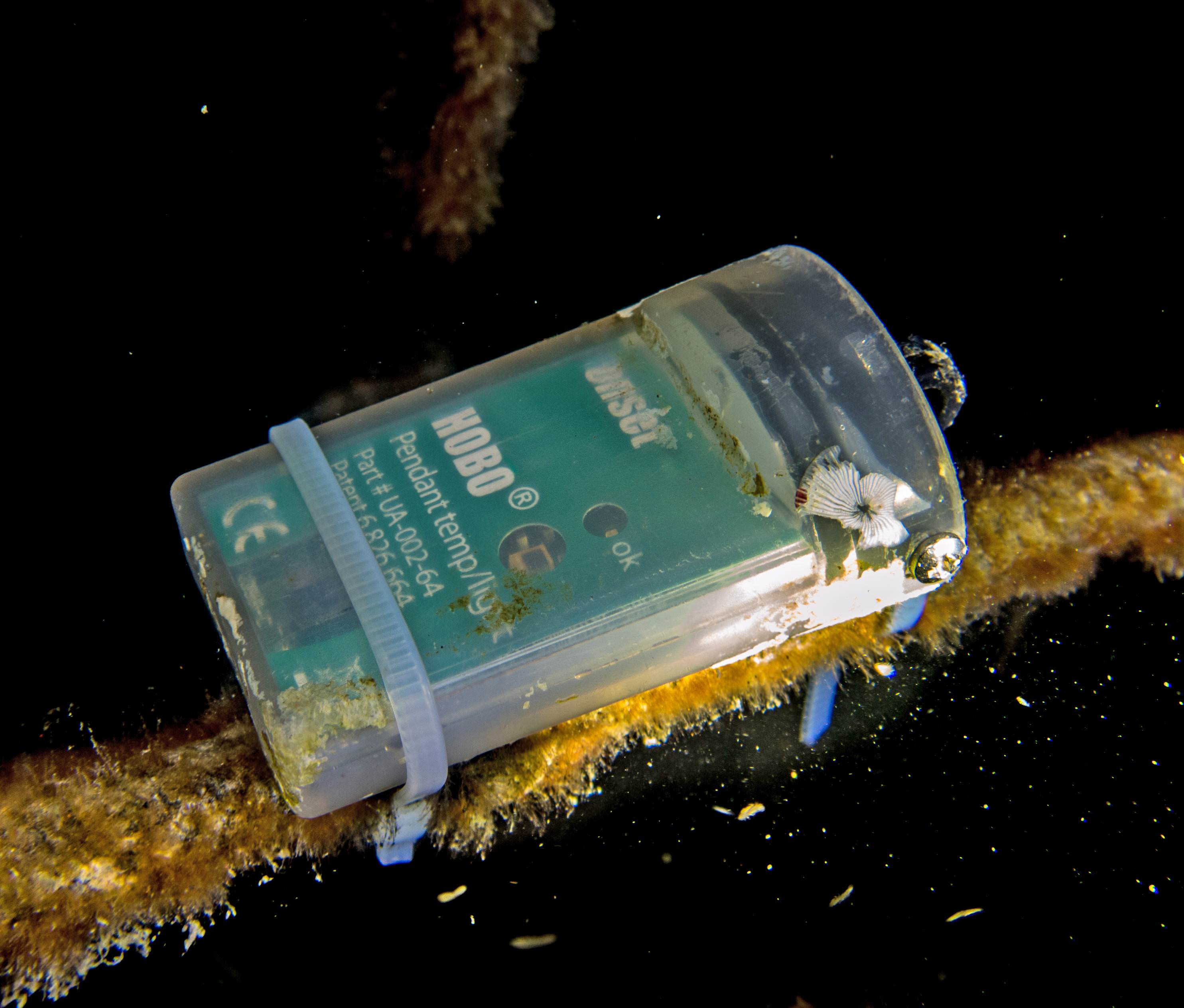 Restoring Coral Reefs at the Island of Koh Tao | Onset Data Loggers