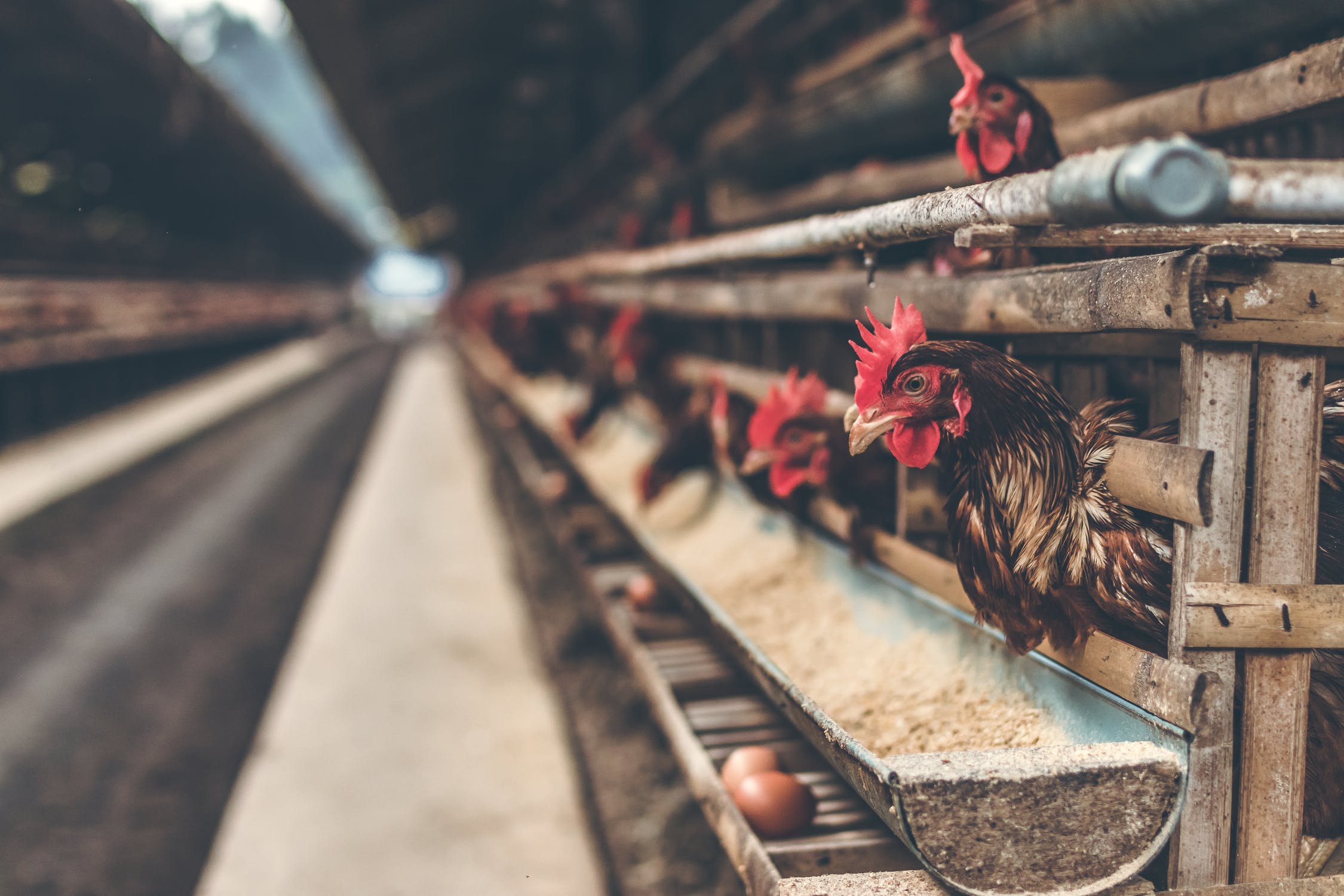 Research points to new methods for poultry wastewater treatment