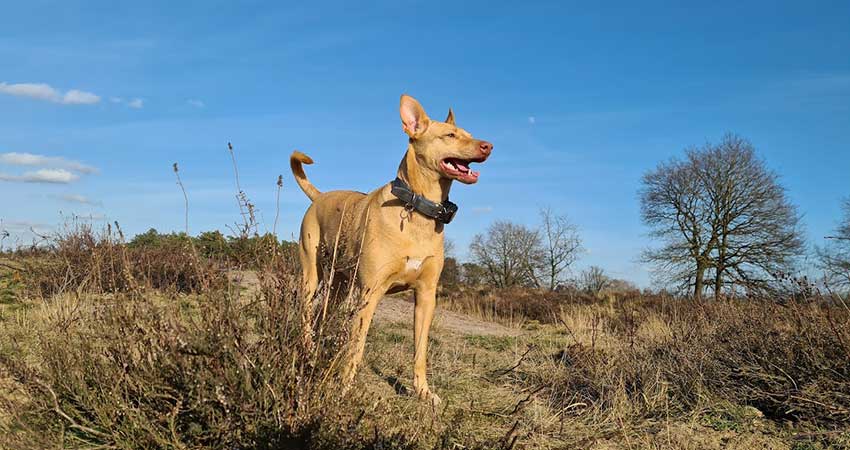 Sweden standardizes dog searches for water leakages • Water News Europe