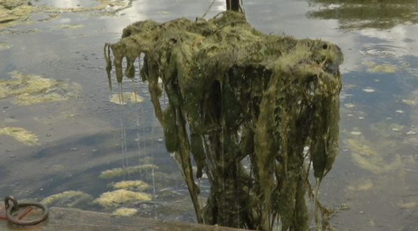 Solar Canal Remediation