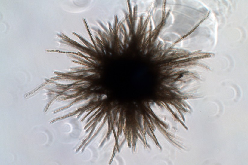 Climate Change Will Alter Ocean Bacteria Crucial to Food Chain