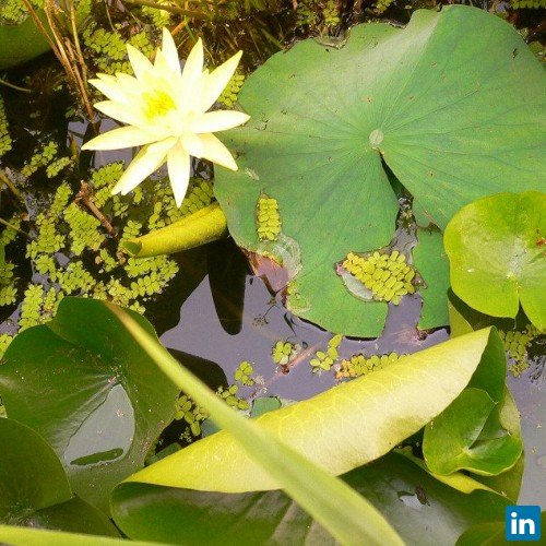 Aamir Dunoo, Project Manager at IMNBI