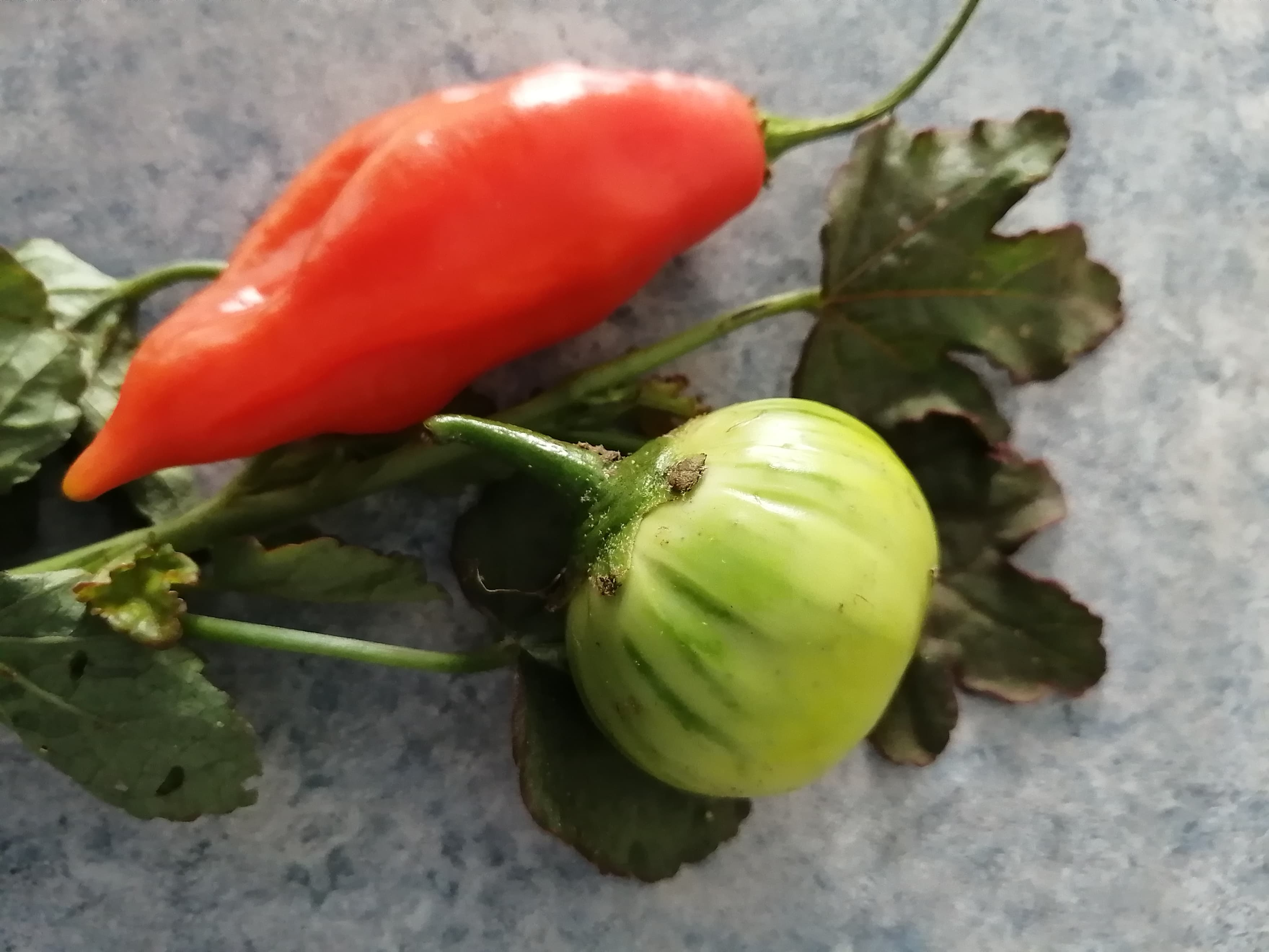 Production Horticoles