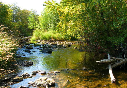 Riparian Buffer Zones Are Nature's Hydraulic Shock Absorbers