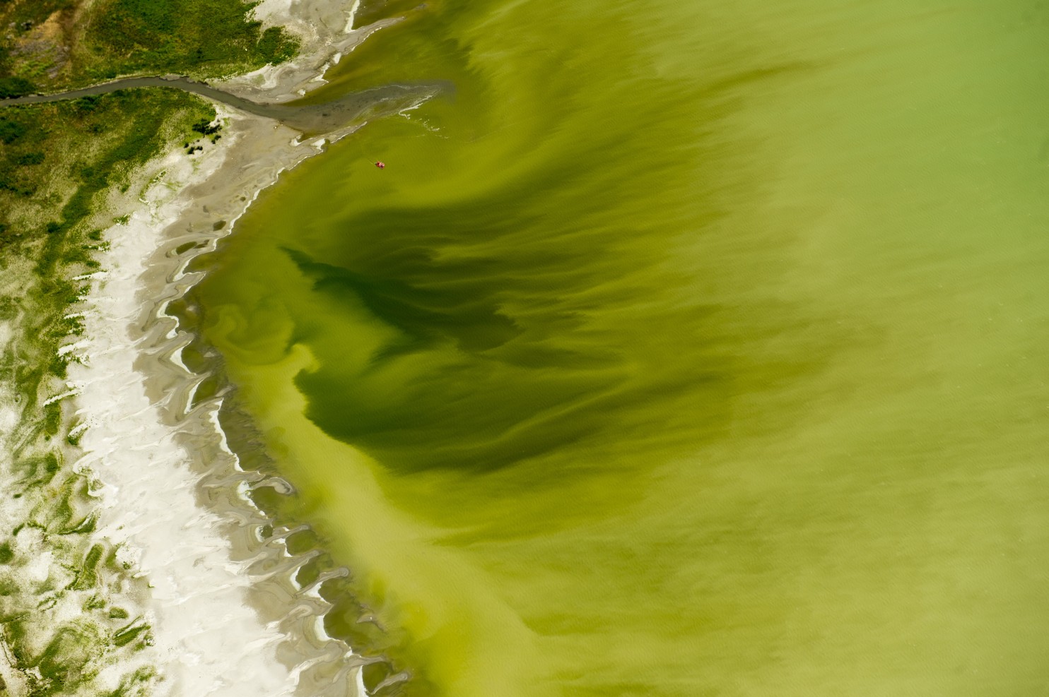 Toxic Blue-Green Algae Blooms Seem Increasingly Common