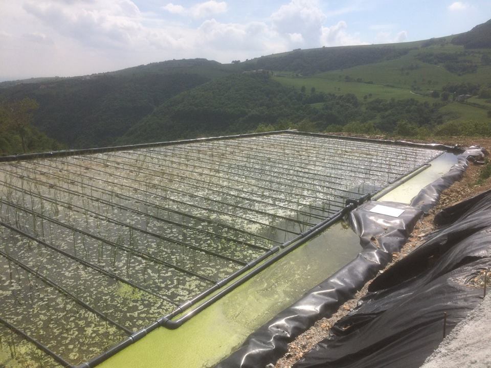 Aerated CWs for swine wastewater - Roverè Veronese (VR - Italy)