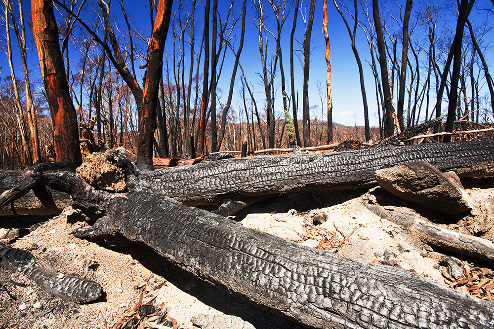 Images From a Warming Planet