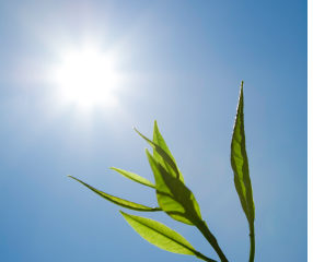 Sewage Effluent Fights Desertification in Egypt