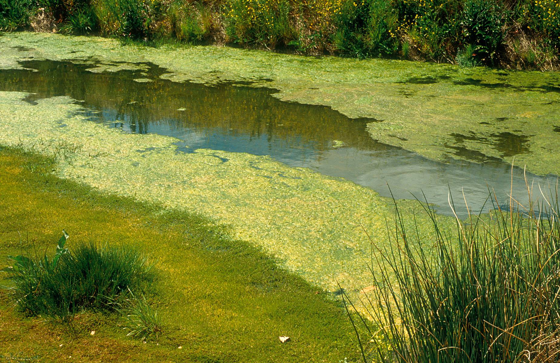 $10 Million to Whom Solves the Algae Crisis