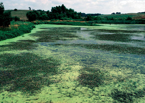 Study on Ways to Disable Algal Bloom