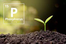 The Nitty Gritty Of Phosphorous Removal In Wastewater Treatment Plants