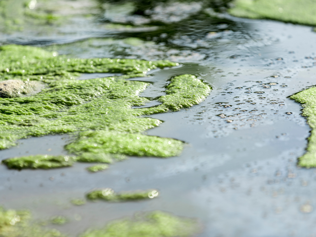 Lake & Pond bioremediation
