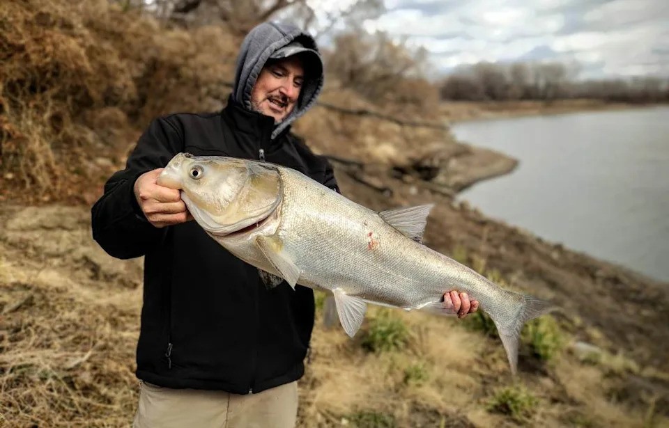 Biologists pull 109,000 pounds of invasive fish species out of the Kansas RiverBiologists from the Kansas Department of Wildlife and Parks (KDWP...