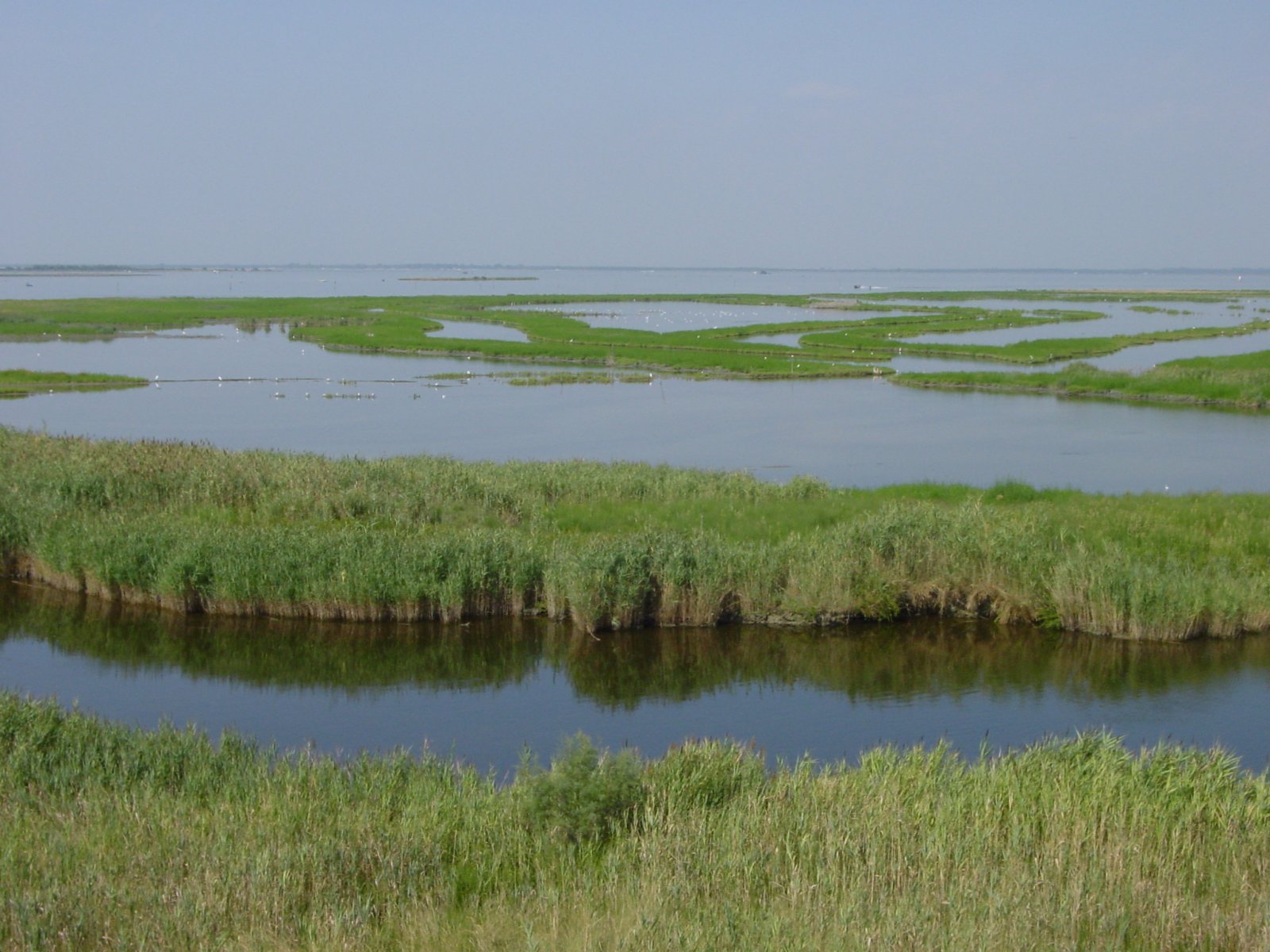 Wetlands: restoration of Phragmites australis area