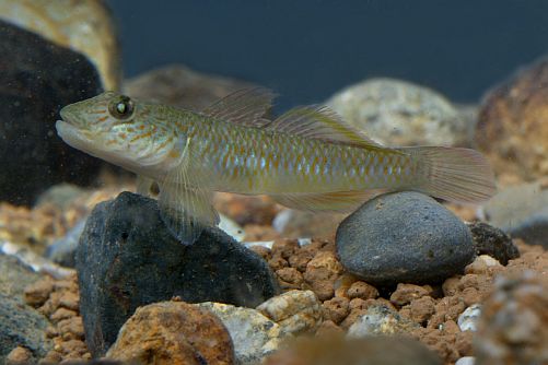 Microplastics Harm Freshwater Fauna