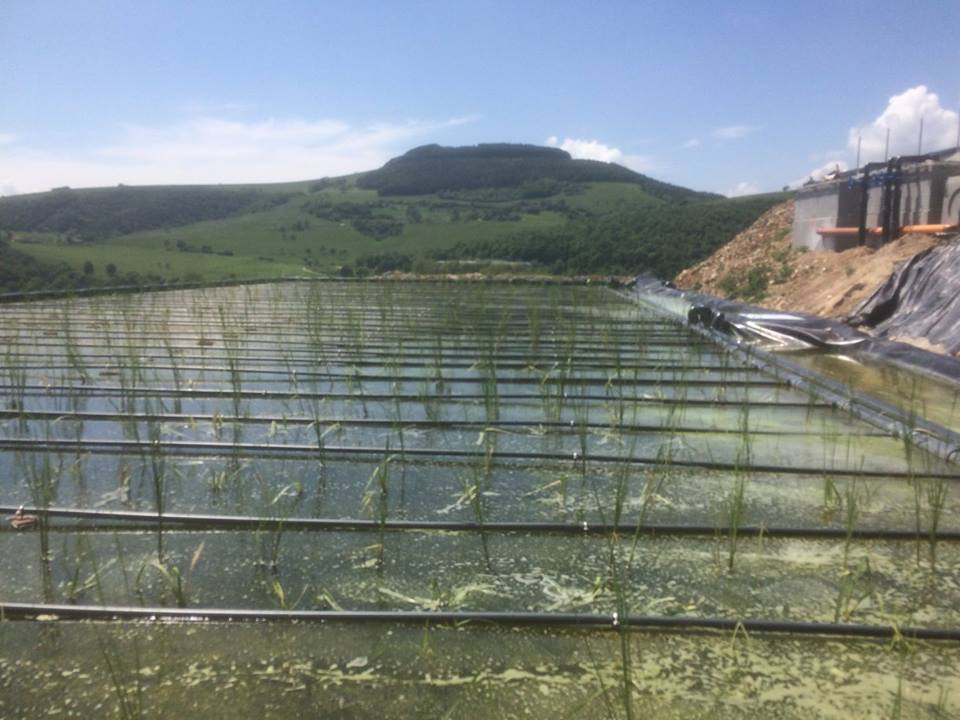 Aerated CWs for swine wastewater - Roverè Veronese (VR - Italy)