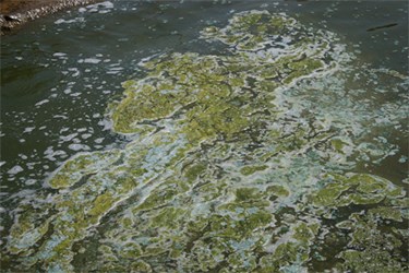 Scientists Gain Insight Into Blue-Green Algae Toxin