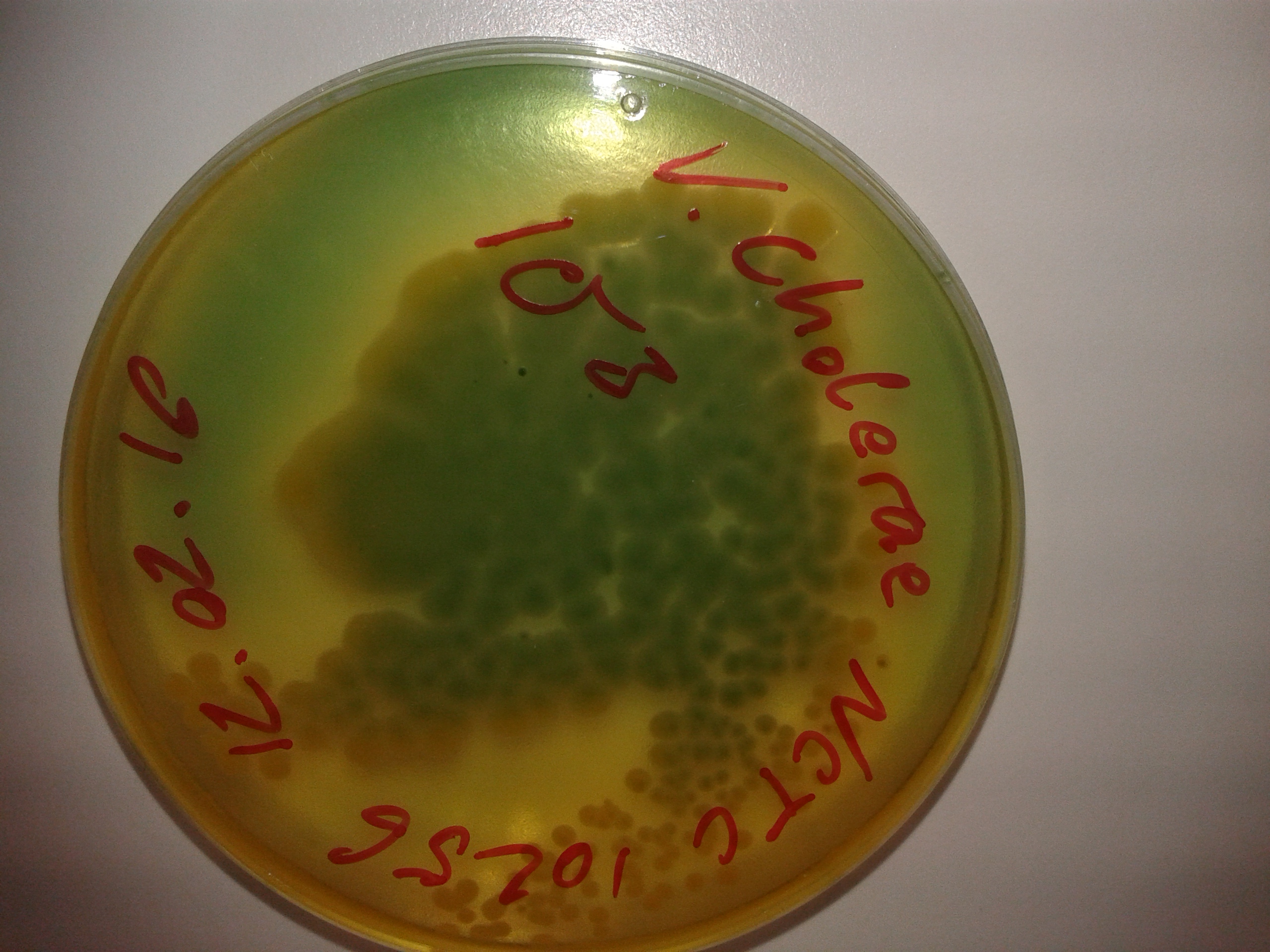 Microbiology