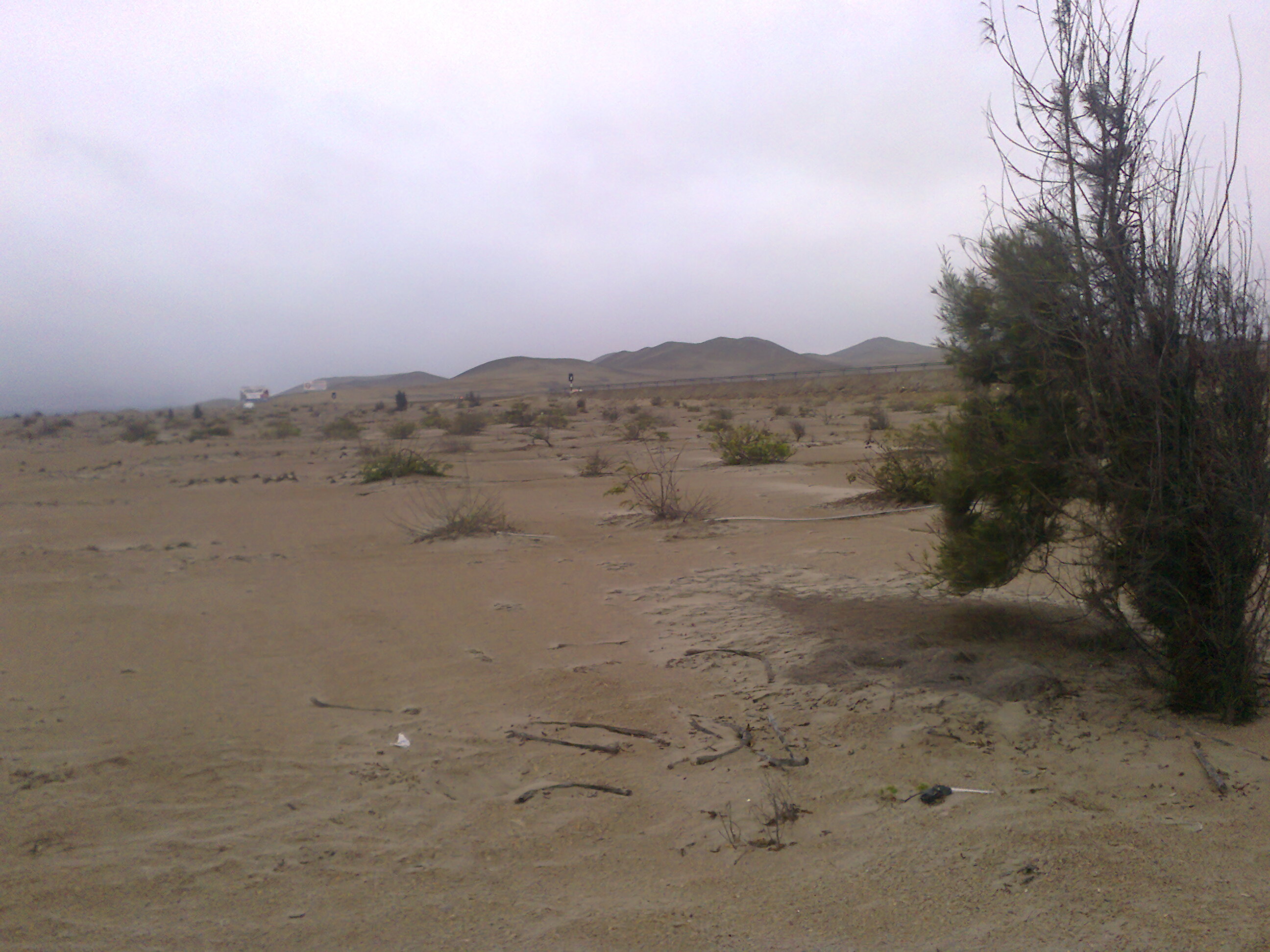 Pedro Pompeyo Osores Morante, Independant -  Drip Irrigation with manure,soils improvement with manure