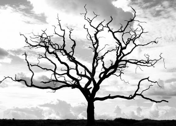 102 Million Dead California Trees 'Unprecedented in Our Modern History'