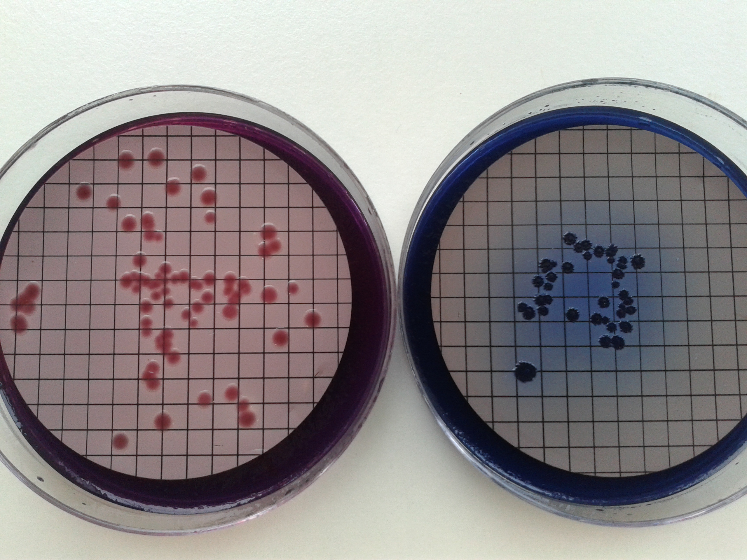 Microbiology