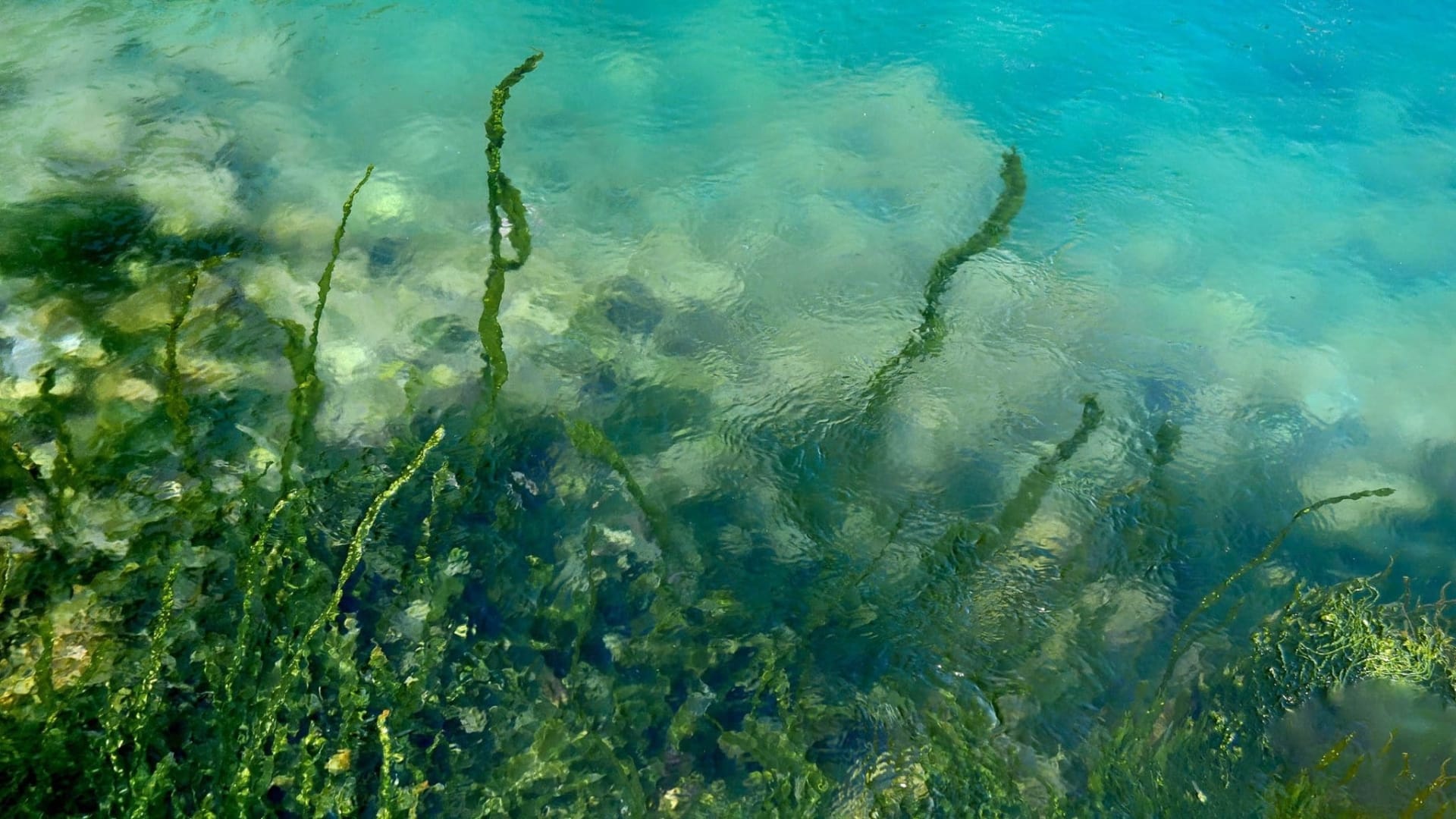 The Future of Chemical-Free Algae Solutions for Recreational Lakes - LG Sonic