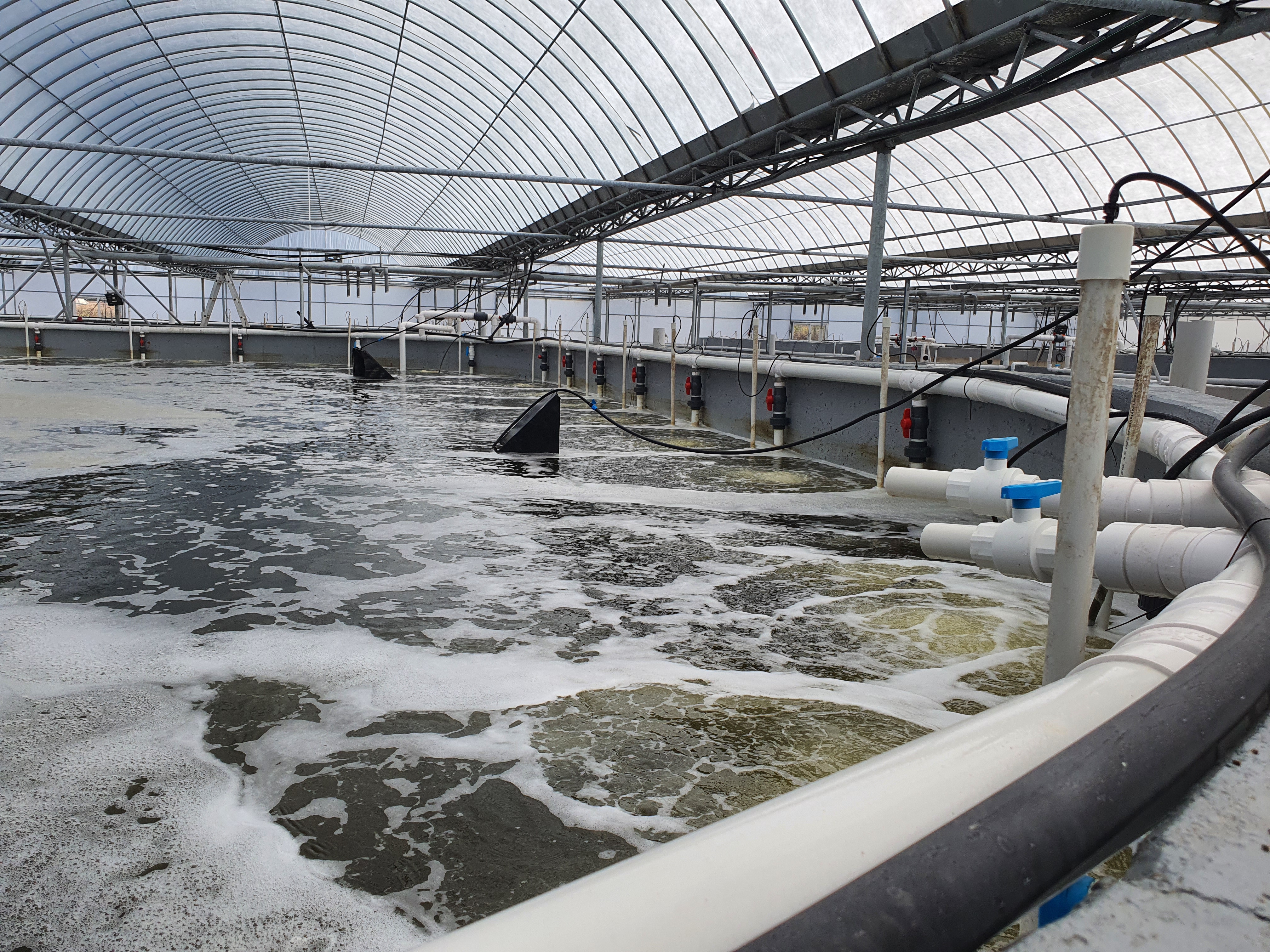 KAMI SYS - Super Intensive Indoor Shrimp Farming Technology
