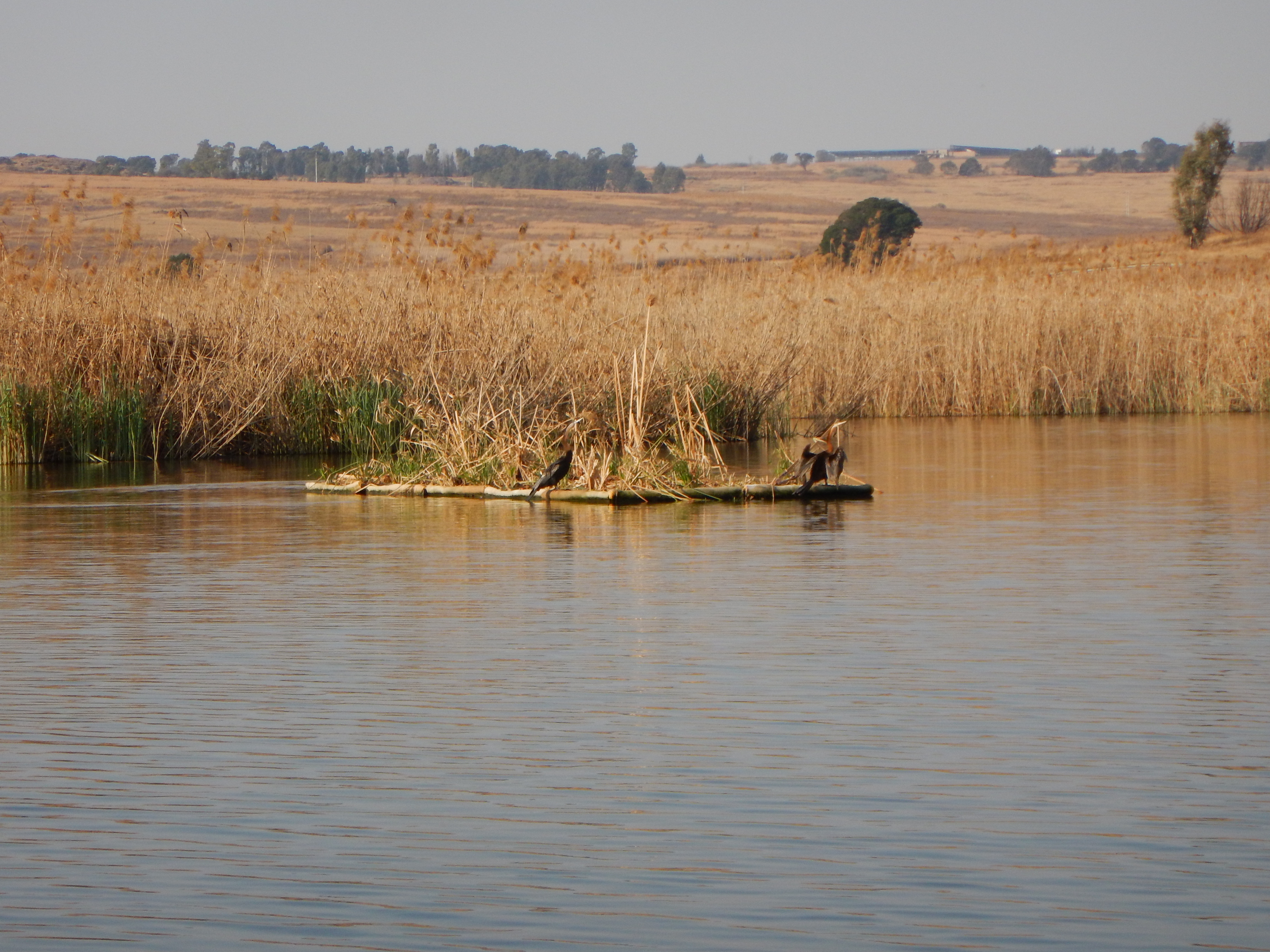Water solutions innovator : nature-based