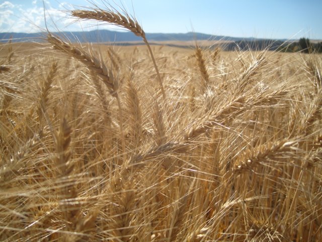 Water Conservation in Driest Area