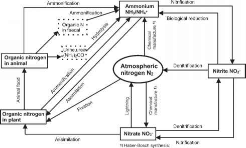 Nitrogen exists in several ...