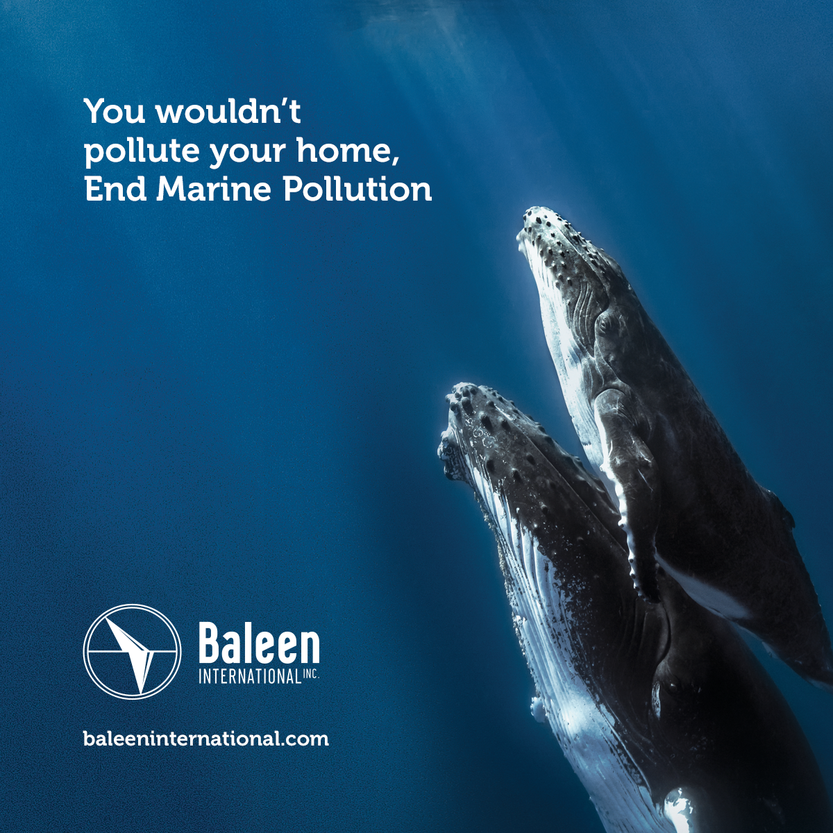 Baleen