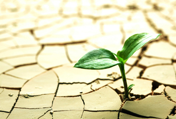 During Drought, Dry Air can Stress Plants more than Dry Soil