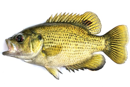 Antidepressants Found in Fish Brains in Great Lakes Region