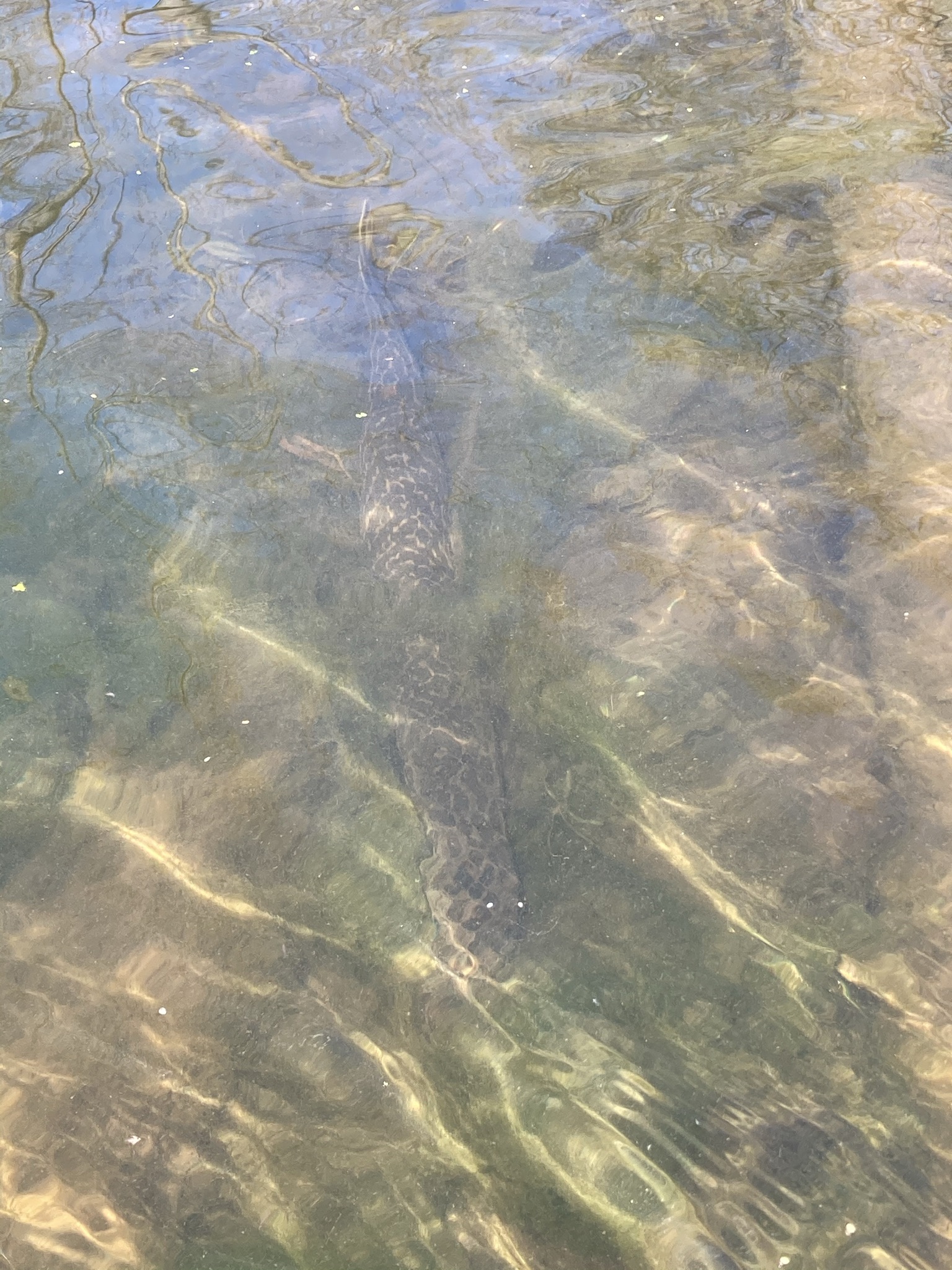 Freshwater Fish Photography