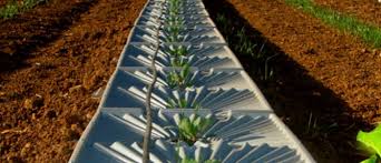 Israeli irrigation firm Netafim wins int’l water prize