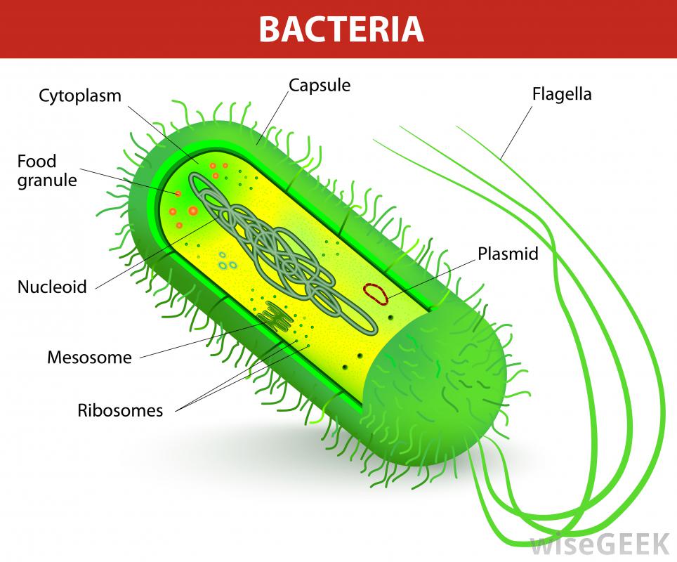Obligate aerobes need oxygen ...