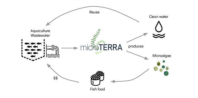 Converting wastewater into aqua feed protein