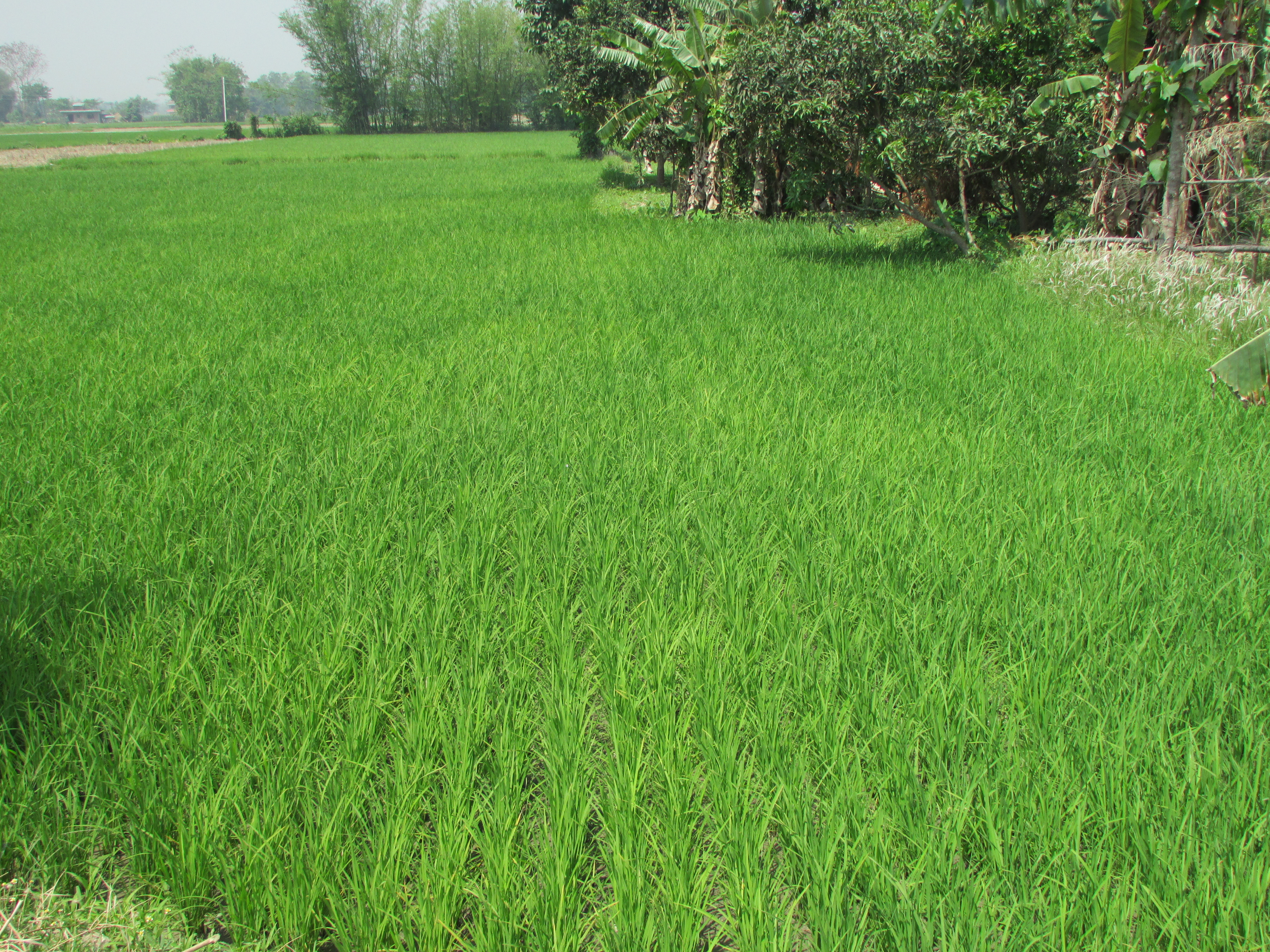 SRI rice field of Morang district, Nepal.