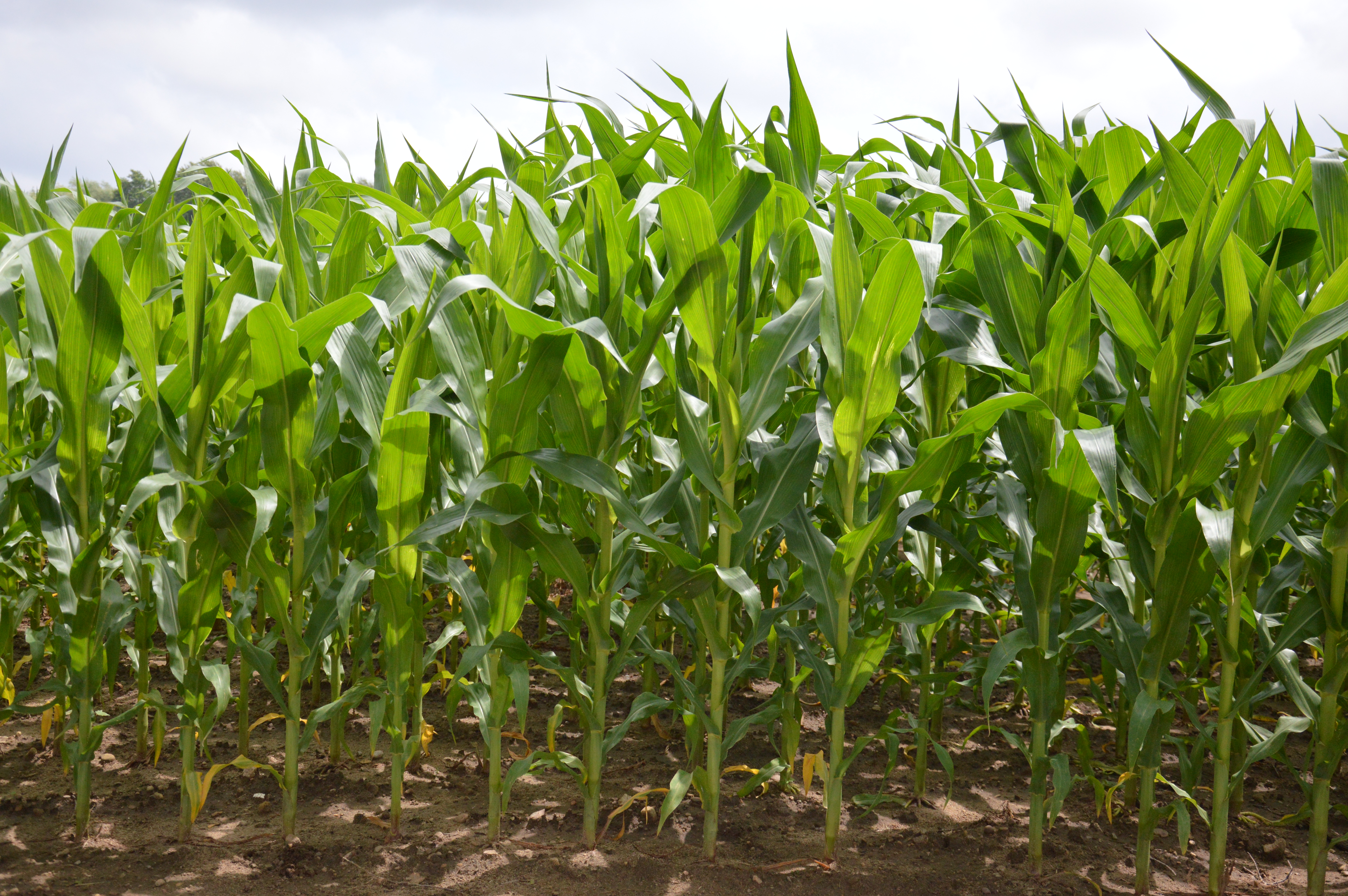 Corn Better Used as Food than Biofuel, Study Finds