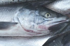 Fish Processing Wastewater Treatment