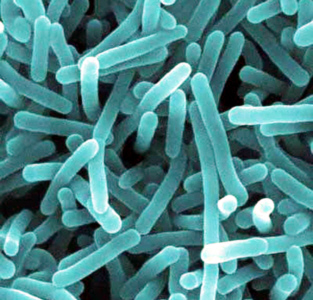 Bacteria Possible Cause of Stunting in Children