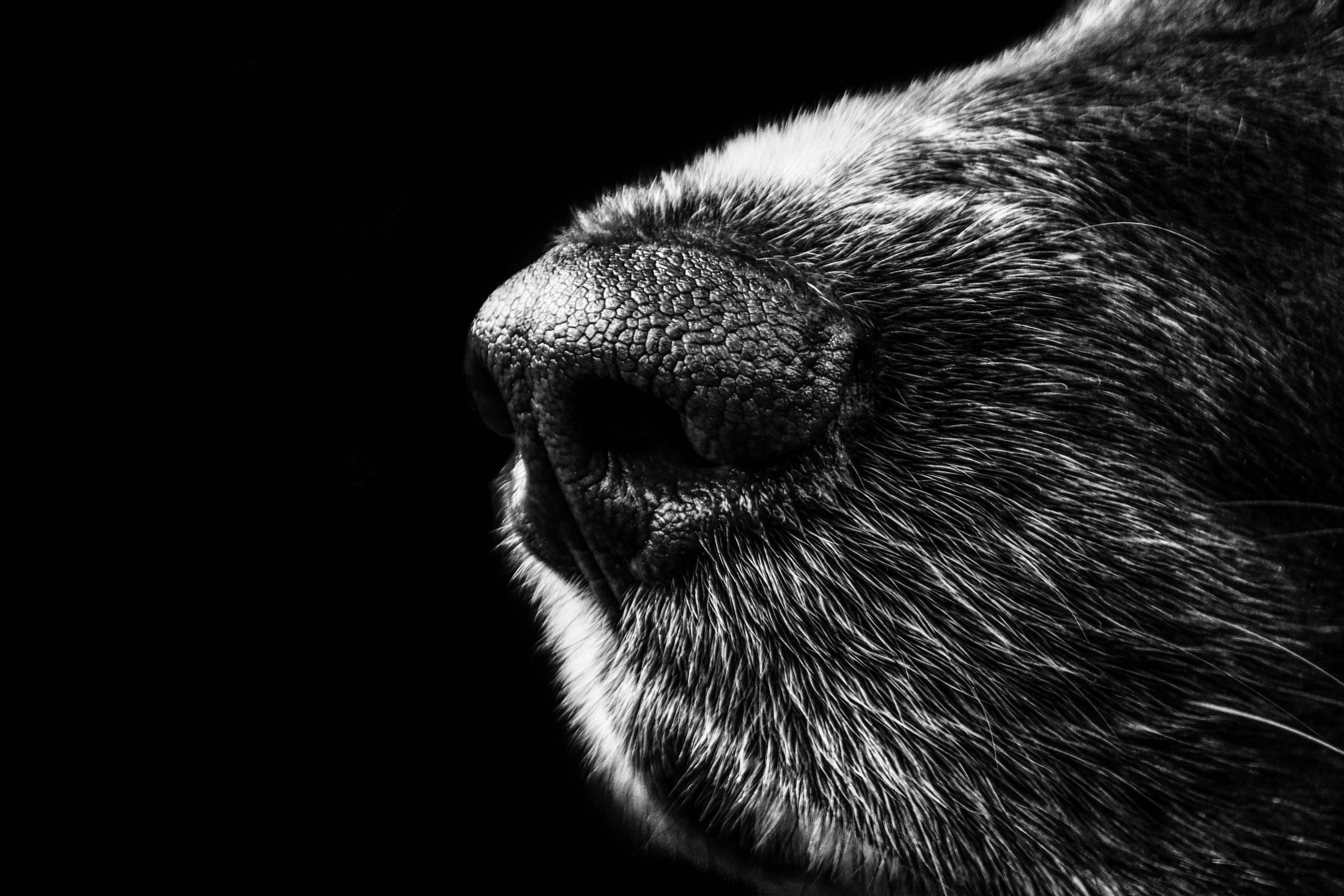 Britain's First Water Sniffing Dog Hired to Pinpoint Leaks and Broken Pipes