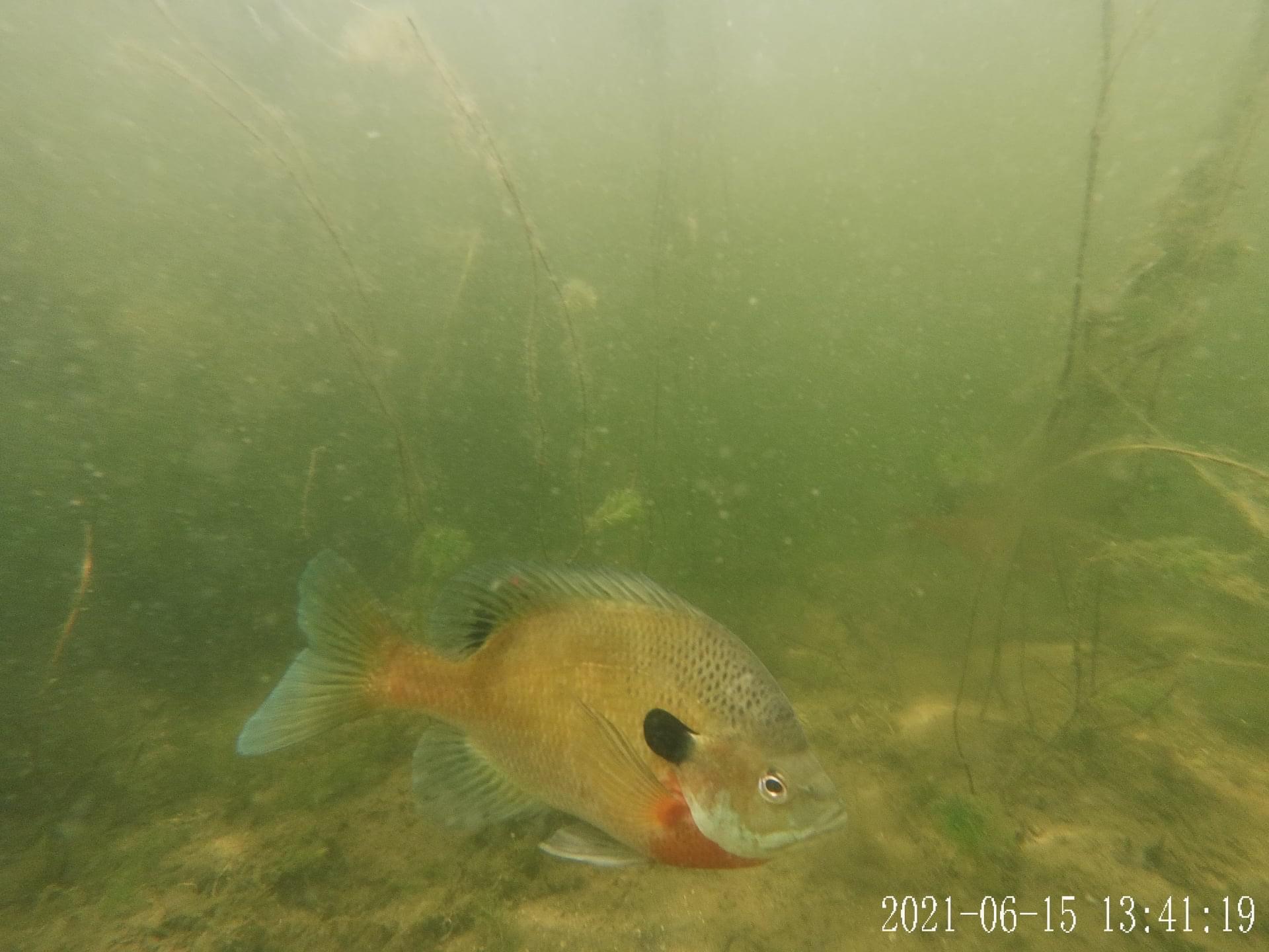 Freshwater Fish Photography