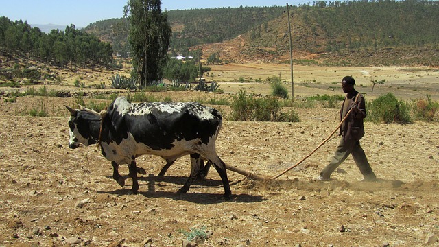 Building Resilience to Drought: Learning from Experience in the Horn of Africa