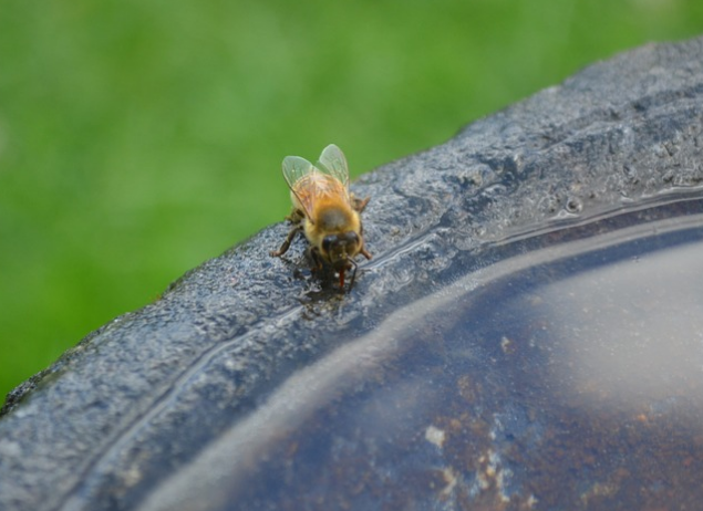 Bee-killing Pesticides Found in Great Lakes Water